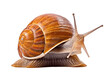 African Giant Snail isolated on transparent background.