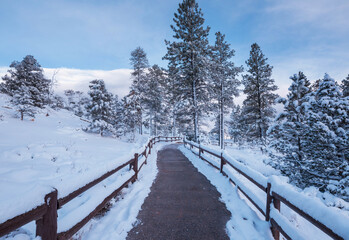 Wall Mural - Winter forest