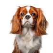 Cavalier King Charles Spaniel Dog  , isolated on transparent, PNG, HD