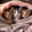 a group of adorable kittens together
