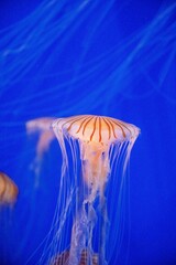 Wall Mural - jellyfish