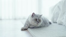 Fluffy Cat Lazy And Lies On The Floor At House. Adorable Pets Concept
