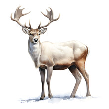 Brushstroke Watercolor Style Realistic Full Body Portrait Of A Reindeer On White Background Generated By AI 02