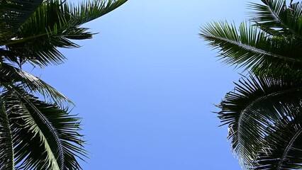 Wall Mural - leaf of coconut trees flutter slow motion on blue sky, beautiful natural background