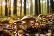 Captivating edible cep mushrooms spotted in a sunlit autumn forest