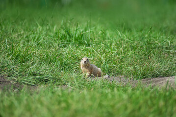 Wall Mural - baby gopher peeks out of a mink on a warm summer day, selective focus