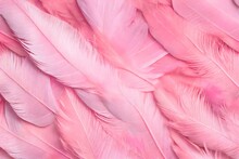 Pink Feather Background