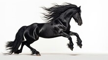 Black Andalusian Horse Rearing On White Background