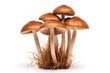 Brown beech mushrooms, Shimeji mushroom, Edible mushroom isolated on white background