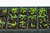 Fototapeta  - młode rośliny rosną w szklarni