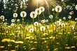 dandelions in grass generated by AI tool