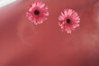 © Clique Images - Close-up view of pink gerbera flowers lying on pink water surface in bathtub, human hand barely seen underneath