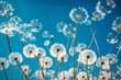beautiful view of waterdrop on blue dandelion in the sun   Created using generative AI tools