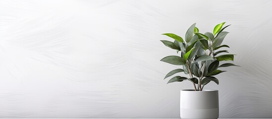 Sticker - A houseplant in a gray flowerpot is placed on a table near a bright white wall. copy space available or it can be used as a product montage image.