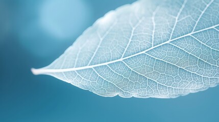  Beautiful white skeletonized leaf on light blue background with round bokeh. Expressive artistic image of beauty and purity of nature, Generative AI