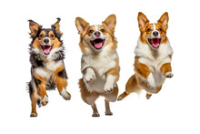 Three Cute Playful Doggy Or Pet Is Playing And Looking Happy Isolated On Transparent Background.   PNG