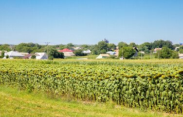 Wall Mural - Landscape with agricultural crops near a village