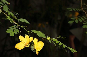 Wall Mural - Shrub with small green leafs and yellow bloom