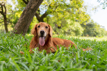 Poster - Golden Retriever lying on the grass.