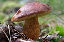 Single Mushroom Imleria Badia, Commonly Known As The Bay Bolete - Edible, Very Tasty Mushroom. 