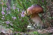 The big boletus edulis (cep, penny bun, porcino or porcini)  grows among the blooming heather
