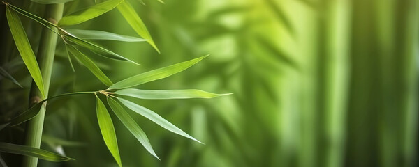  Relaxing lush green bamboo grove background. Copy space