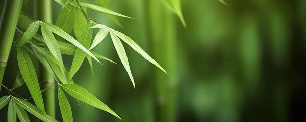 Wall Mural - Relaxing lush green bamboo grove background. Copy space