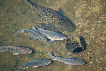 Fish swimming in water, wild animals, freshwater fish, Taiwan river