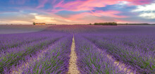 Wonderful Summer Nature Landscape. Amazing Peaceful Sunset Light Blooming Purple Lavender Flowers Panorama. Moody Pastel Colorful Sky Bright Agriculture. Floral Panoramic Meadow Field In Horizon Lines