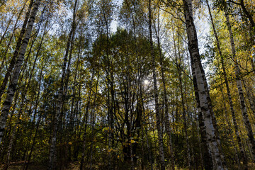 sunny autumn weather in the birch forest