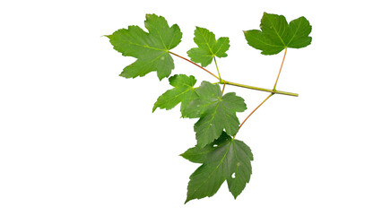sycamore maple (acer pseudoplatanus) branch with green leaves