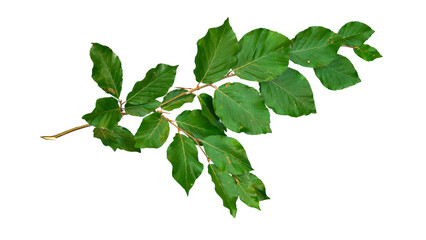 Fresh Green Tree Branch Isolated transparent png | Fresh Green Beech Branch Cutout, Vibrant Leaves Isolated for Botanical Design and Nature Compositions