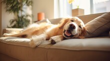Happy Golden Retriever Dog Is Lying On A Cozy Sofa In A Modern Living Room