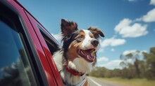 Happy Australian Shepherd Dog Is Sitting In A Red Car At A Beautiful Summer Day