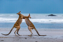 Two Kangaroos Fighting On The Beach At Cape Hillsborough, Queensland, Australia.