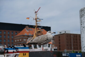 Wall Mural - FU 2022-07-29 EckKiel 90 Auf dem Pfosten sitzt eine Möwe im Hafen