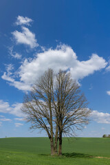 Wall Mural - old tall maple in early spring without green foliage