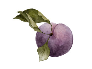 Poster - Watercolor illustration of plum fruit