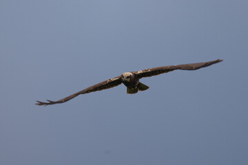 Wall Mural - marsh harrier