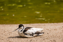 A Black And White Avocet Bird Sits In The Sand By A Pond In Sunshine