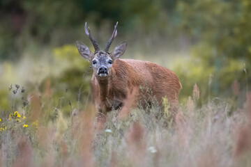 Wall Mural - Roe deer