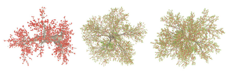 Wall Mural - 3d spring tree bombax ceiba on top view isolated on transparent background