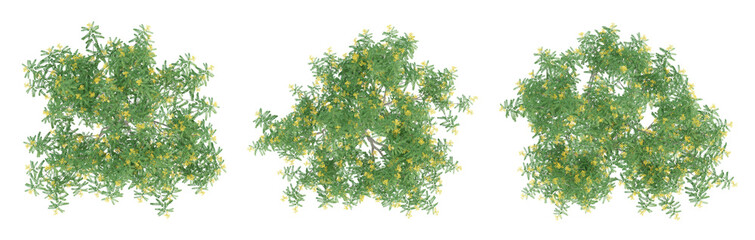 Wall Mural - green cassia siamea trees on top view isolated on transparent background, 3d illustration.
