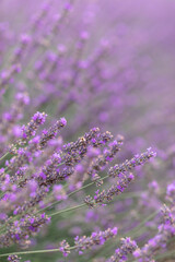 Sunset over a violet lavender field .Valensole lavender fields, Provence