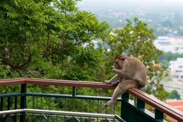 Wall Mural - monkey sitting on the railing in Thailand