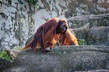 Wall Mural - Orangutan walking on the hill