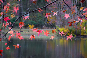 Wall Mural - Autumn Branch on Pond