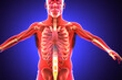 Human Digestive System (Stomach Anatomy) 3D