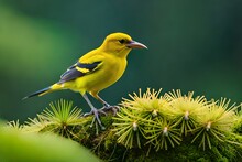 Male Adult Golden Oriole, Oriolus Oriolus, On A Moss Covered Twig In Summer With Blurred Green Background. Vibrant Yellow Bird Sitting In Treetop In Nature.