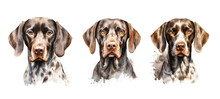 Athletic German Shorthaired Pointer Watercolor